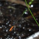 Image of Agriocnemis rubricauda