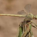 Image of Anormogomphus
