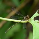 Image of Rhipidolestes okinawanus