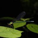 Image of Vestalaria venusta