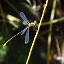 Image of Heteragrion dorsale