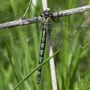 Image of Nasiaeschna pentacantha
