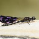Image of Aristocypha quadrimaculata