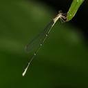 Image of Oristicta filicicola