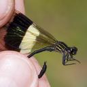 Image of Euthore fasciata