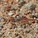 Image of Crocothemis divisa