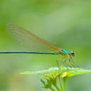 Image of Vestalis gracilis