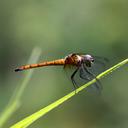 Image of Raphismia inermis