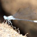 Image of Elattoneura balli