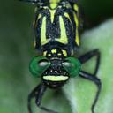 Image of Asiagomphus hainanensis