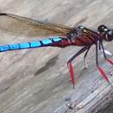 Image of Platycypha caligata