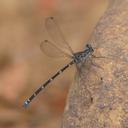 Image of Caledopteryx maculata