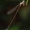 Image of Telosticta fugispinosa