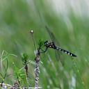 Image of Hemicordulia olympica