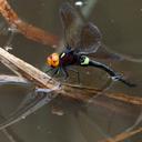 Image of Aeshnidae