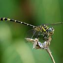 Image of Antipodogomphus
