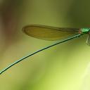 Image of Vestalis beryllae
