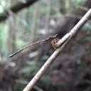 Image of Rhipidolestes yakusimensis
