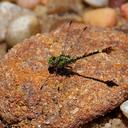 Image of Paragomphus madegassus