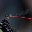 Image of Tatocnemididae