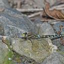 Image of Rhionaeschna marchali