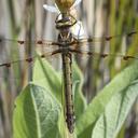 Image of Phyllopetalia stictica