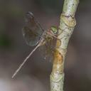 Image of Zyxomma petiolatum