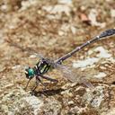 Image of Burmagomphus chaukulensis