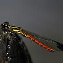 Image of Libellago aurantiaca
