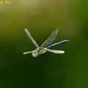 Image of Anax nigrofasciatus