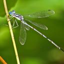 Image of Lestes rectangularis