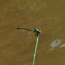 Image of Nihonogomphus luteolatus