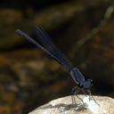 Image of Arabineura