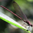 Image of Mnesarete cupraea