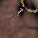 Image of Indolestes obiri