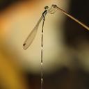 Image of Platystictoidea