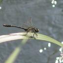 Image of Asiagomphus perlaetus
