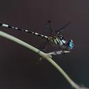 Image of Archaeogomphus