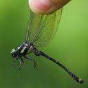 Image of Asiagomphus auricolor