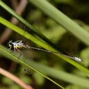 Image of Griseargiolestes albescens