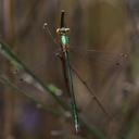 Image of Lestes virens