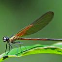 Image of Hetaerina