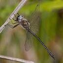 Image of Lathrocordulia