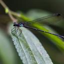 Image of Paraphlebia duodecima