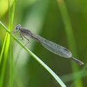 Image of Sympecma