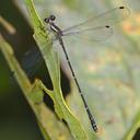 Image of Archaeopodagrion