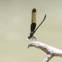 Image of Dysphaea basitincta