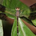 Image of Uracis infumata