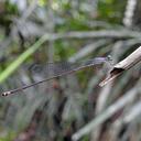 Image of Papuagrion prothoracale