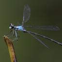 Image of Philogenia peacocki